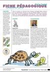 Image de la fiche pédagogique Un amour de tortue